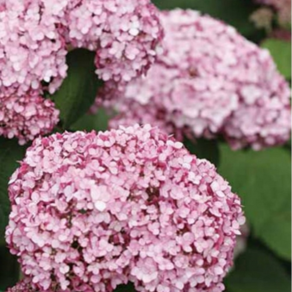 Гортензия древовидная Свит Аннабель Р9 Закупка М59 апрель 2026