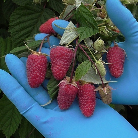 Малина ремонтантная Малиновая гряда