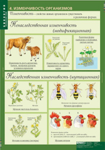 Комплект таблиц "Биология 10-11 кл. Эволюционное учение" (10 табл)