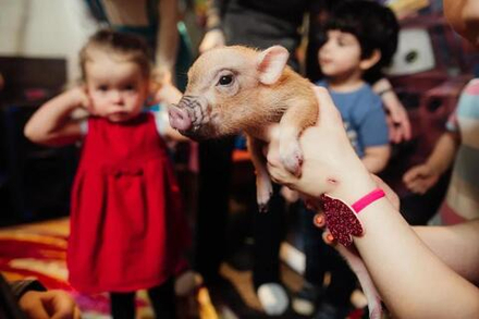 Шоу с мини пигами