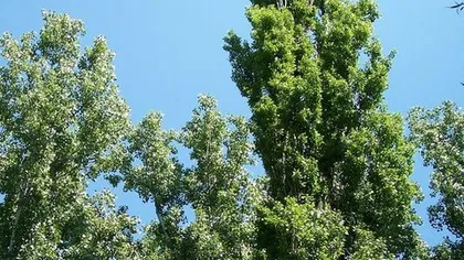 Тополь черный (почки)