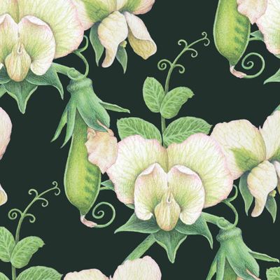 цветение гороха на темно-зеленом фоне фоне