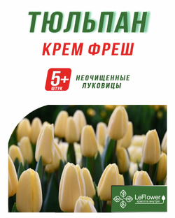 Тюльпан Луковица, Крем Фреш, 5+ шт