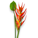 Цветок стрелиции оранжевый с листом