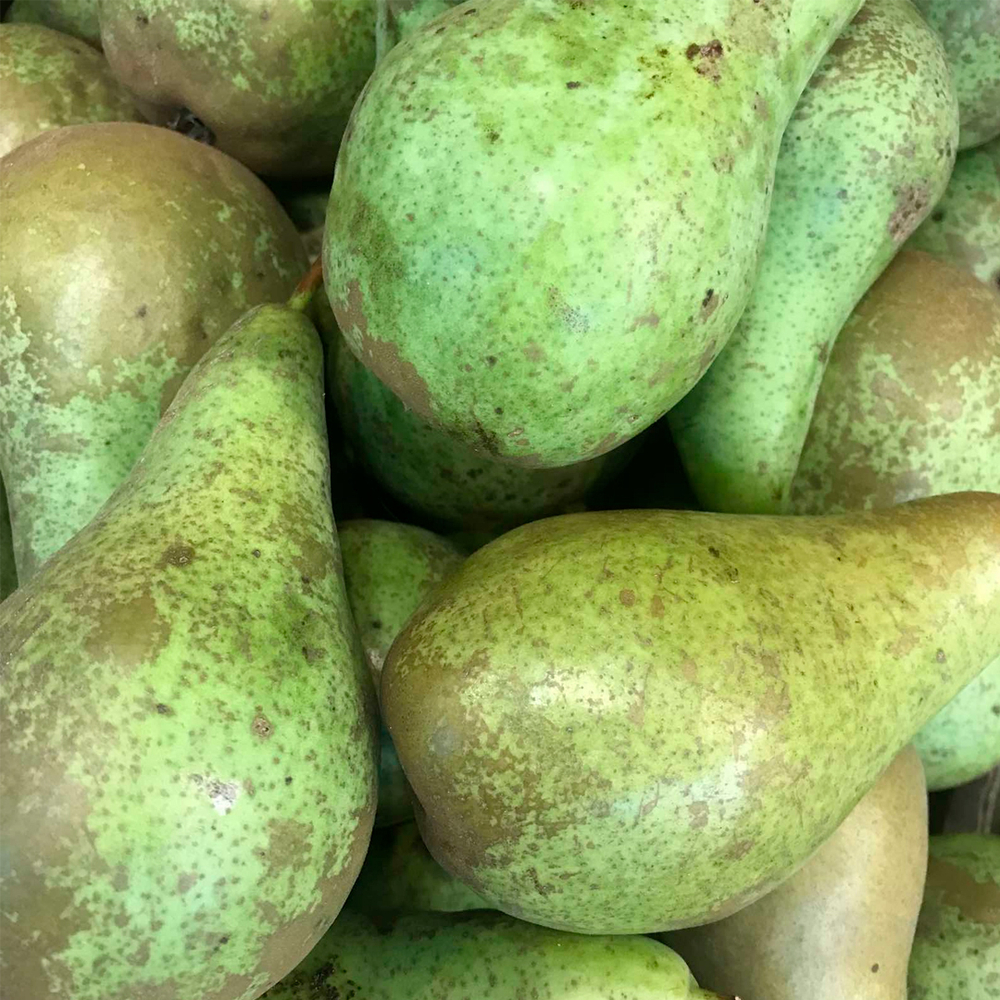 Груша Конференция