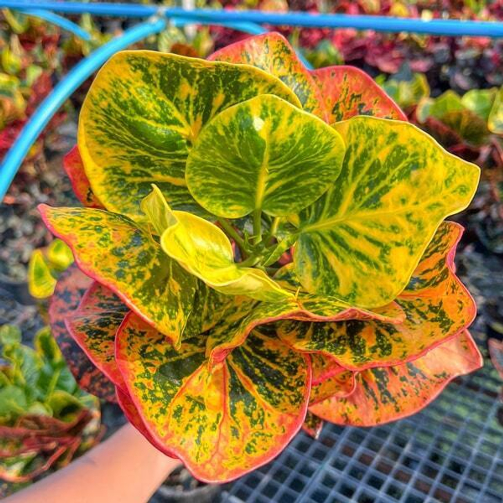 Кротон RASIMET – AIRES