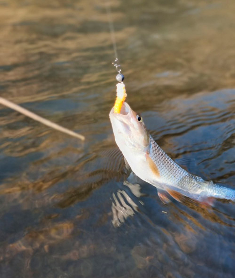 Bark Beetle Larva 34 мм - форелевая серия Brown Perch (12 шт)