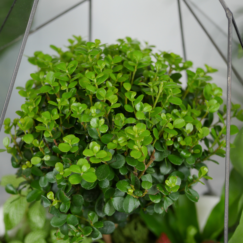 Готовый флорариум бонсай Мирсина Айсберг