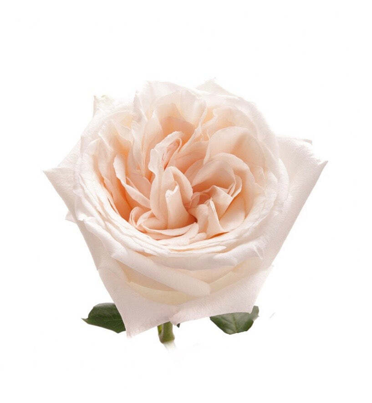 Вайт О’Хара (White O’Hara) — романтическая душистая роза