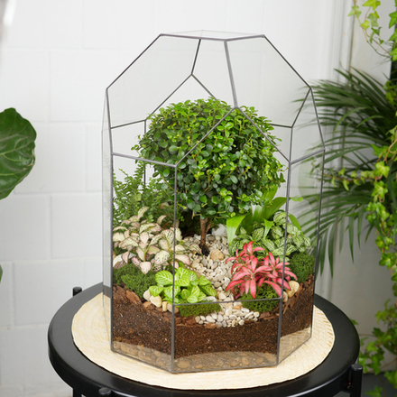 Флорариум бонсай Мирсина Бонсариум XL