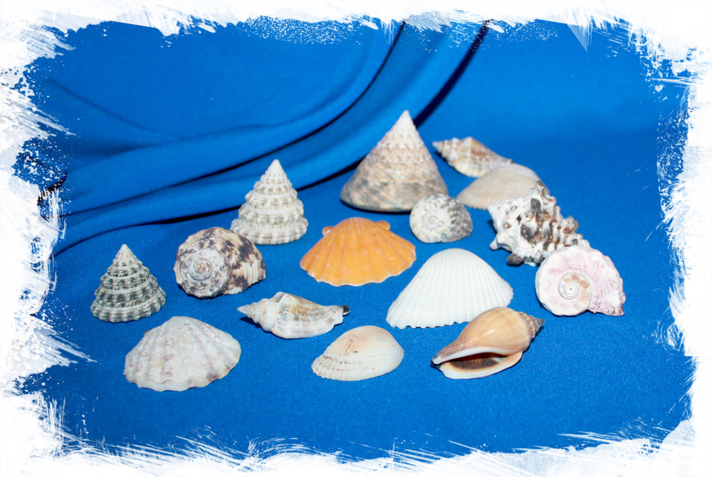 Ракушки натуральные для декора