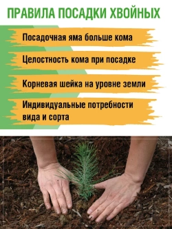 Саженец Ель обыкновенная