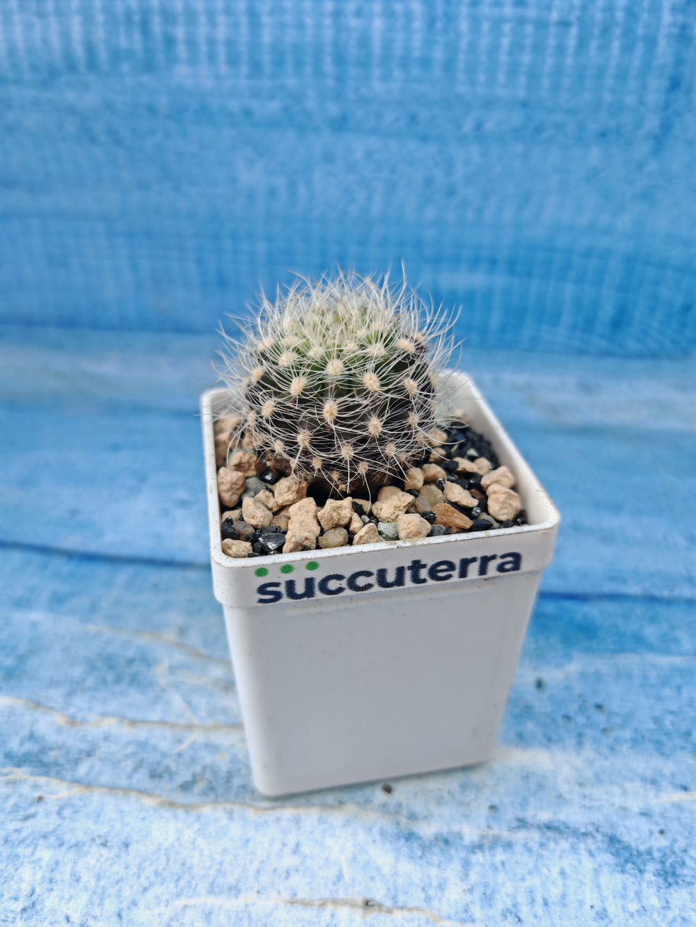Neoporteria Gerocephala (Неопортения)