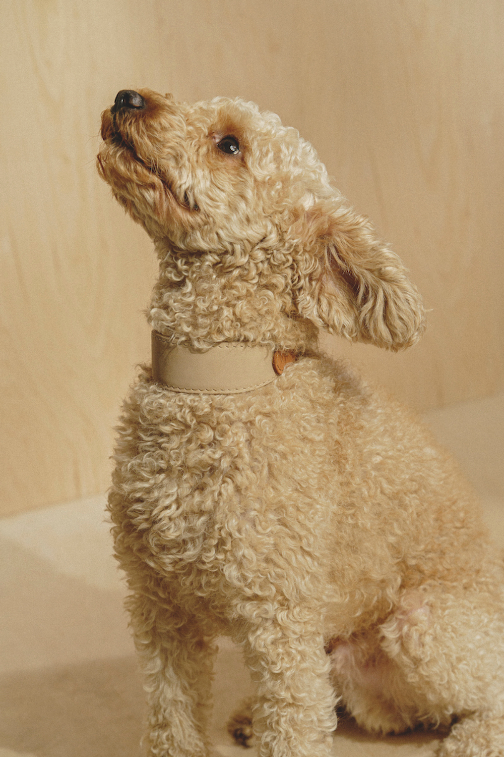 Ошейник "Пони-узелкони" Бежево-рыжий