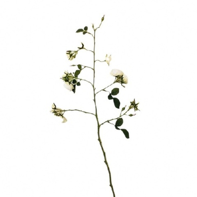 Роза кусотовая белая [Арт. 133929]