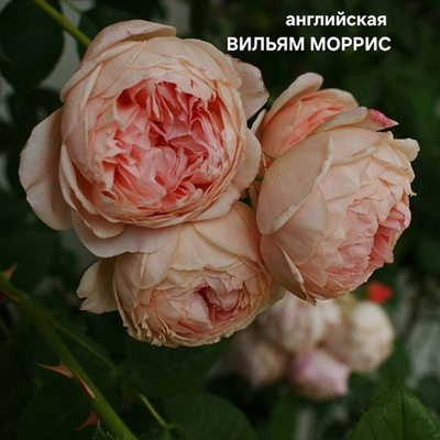 Саженцы роз английская ВИЛЬЯМ МОРРИС