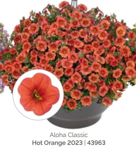 ЕВРО Calibrahoa Aloha Orange ОКС укорененный черенок. 15-20 марта