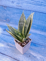 Sansevieria Golden Hahnii (Сансевиерия)