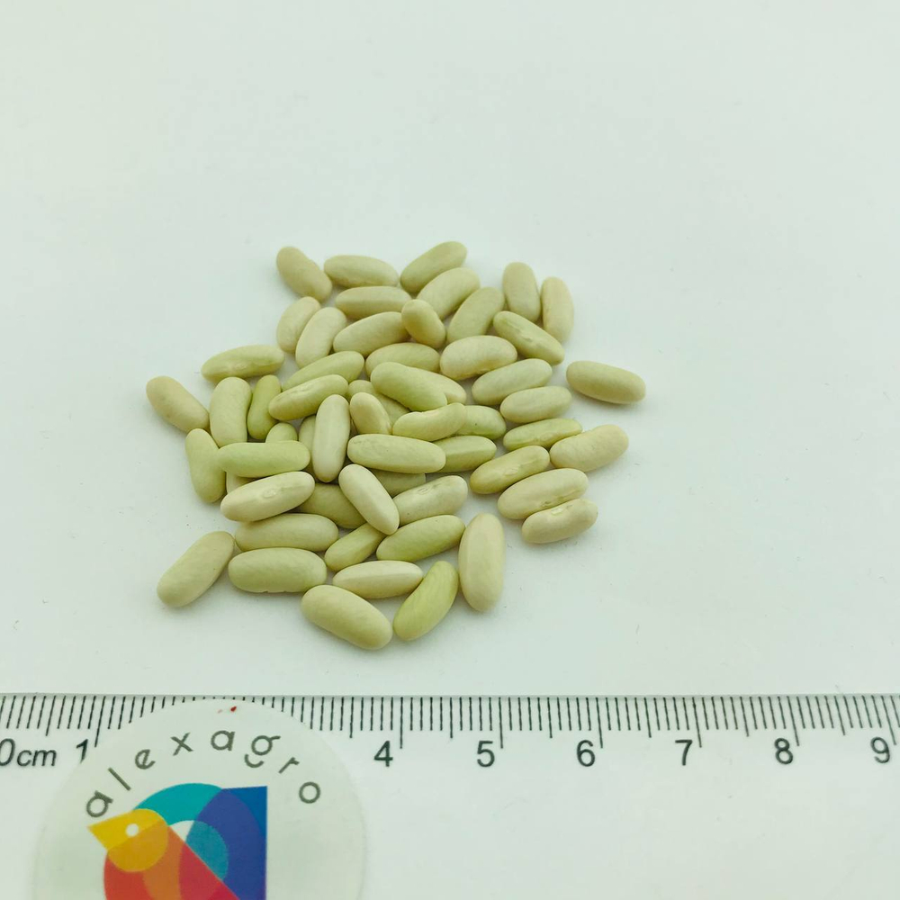 Вердигон семена фасоли (Syngenta / ALEXAGRO) семена