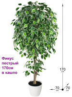 Искусственное дерево Фикус пестрый 170см в кашпо