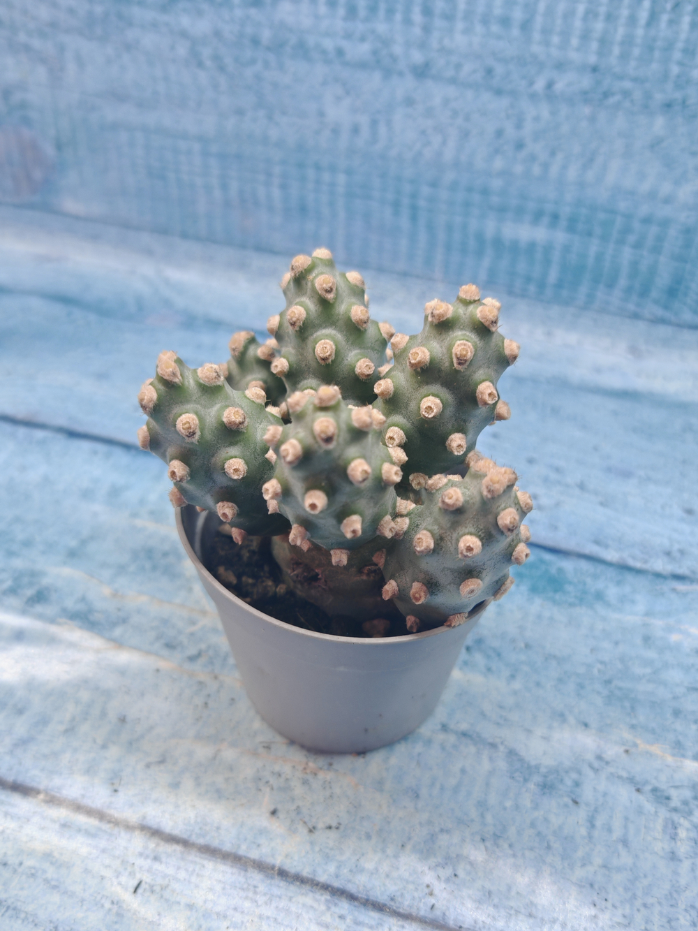 Tephrocactus Molinensis (Тефрокактус)
