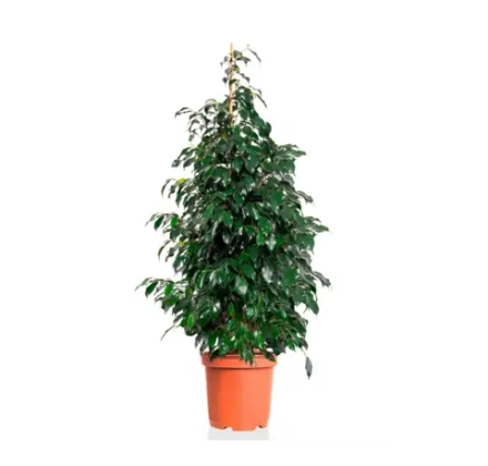 Фикус Бенджамина