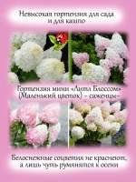 Гортензия Литл Блоссом мини миниатюрная карликовая