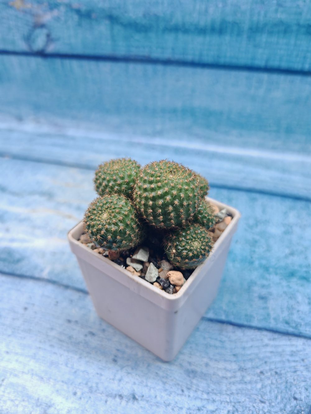 Rebutia Perplexa (Ребуция)