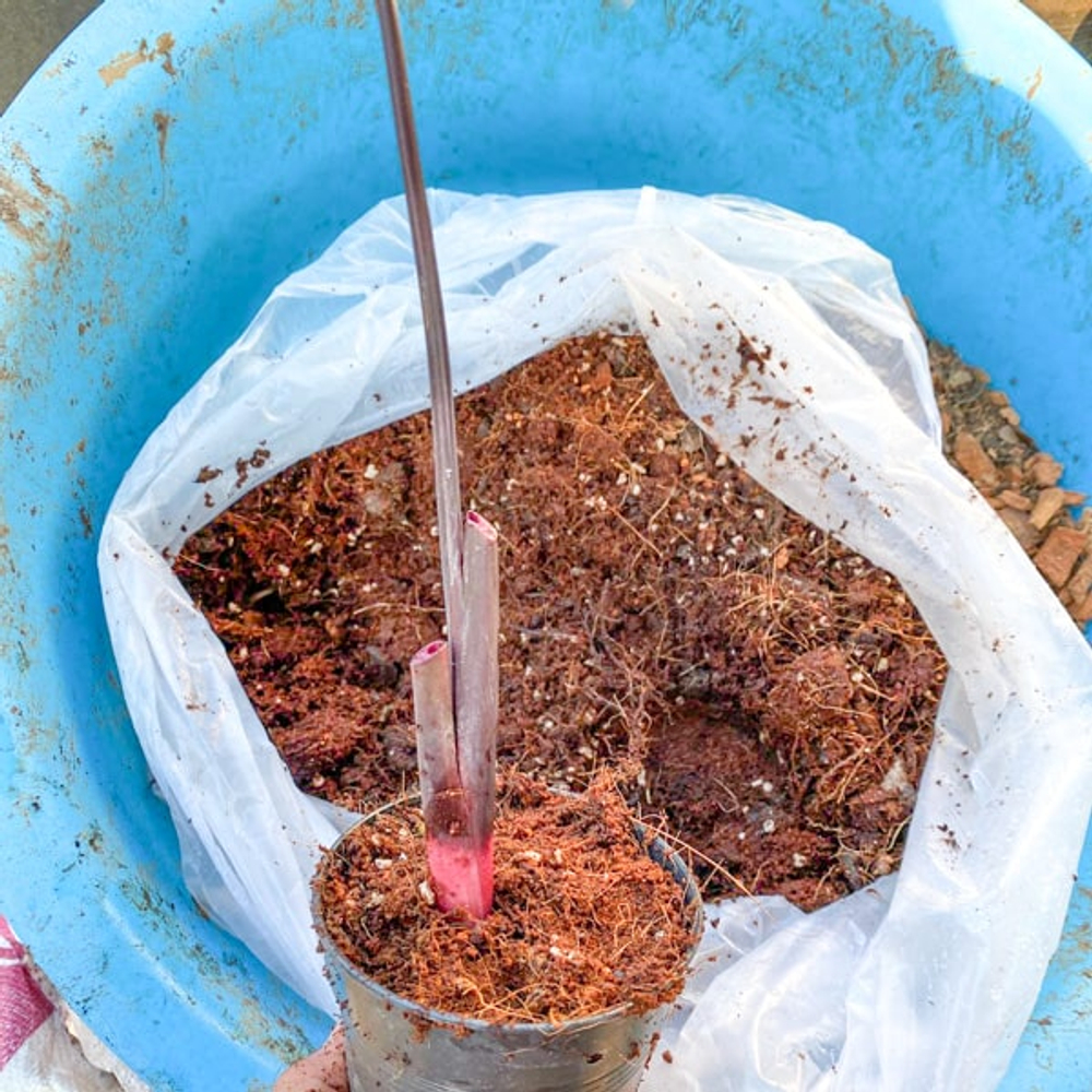 Колоказия RED LAVA CUP