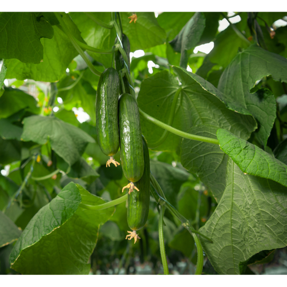 Аврора F1 семена огурца партенокарпического (Гавриш) – фото 2