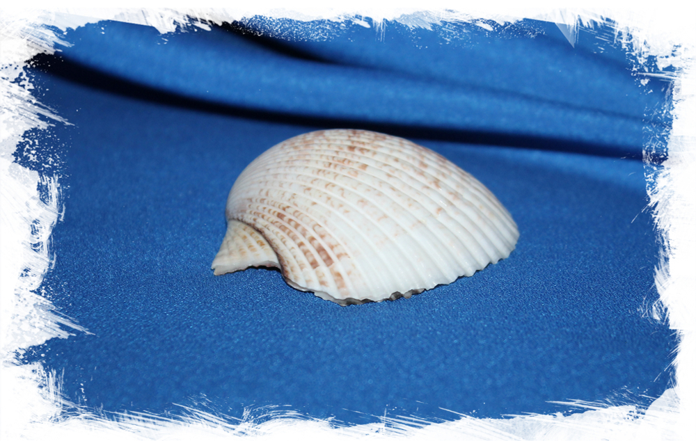 Морской гребешок Пуксидатус, Minnivola pyxidata