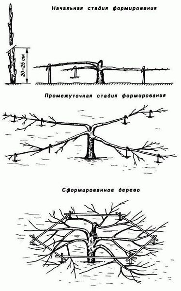 Стелющаяся яблоня (краб): как сформировать дерево для суровой зимы