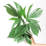 Рафидофора DECURSIVA