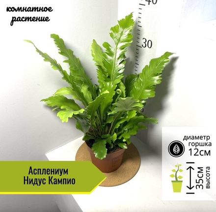 Асплениум Нидус Кампио, Папоротник, D12см Н35см, 1шт, Нидерланды