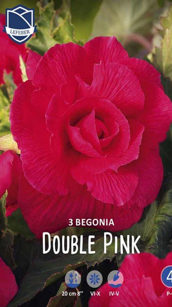 Бегония &quot;Double Pink&quot;, Нидерланды.