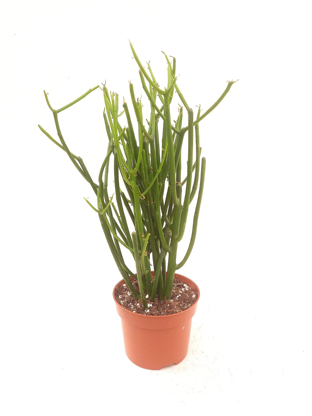 Эуфорбия тирукалли (Молочай тирукалли)