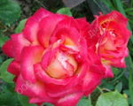 Роза Antike 89
