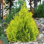 Туя западная Салланд