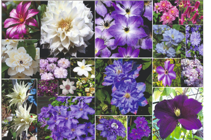 Выращиваем  35 сортов Клематисов 