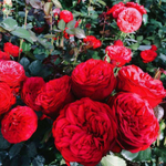 Роза чайно-гибридная "Red Piano"