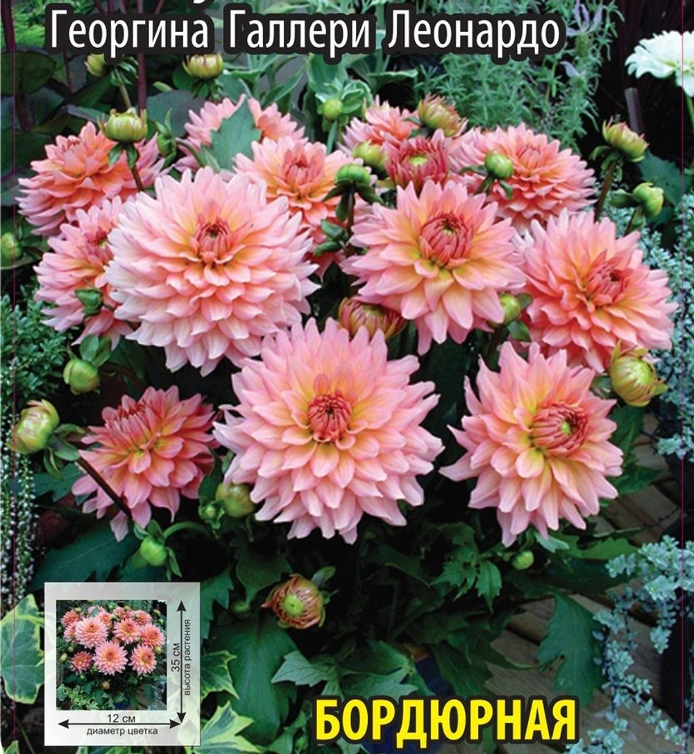 Георгина Галлери Леонардо