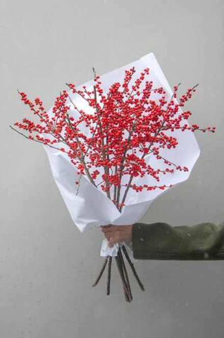 Илекс красный