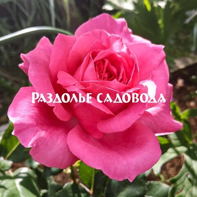 Роза чайно-гибридная Пароле/ Ванда Феррагамо