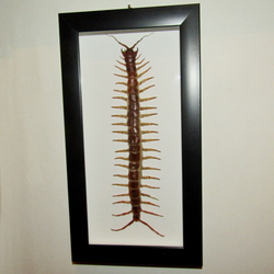 Сколопендра гигантская Scolopendra gigantea в рамке