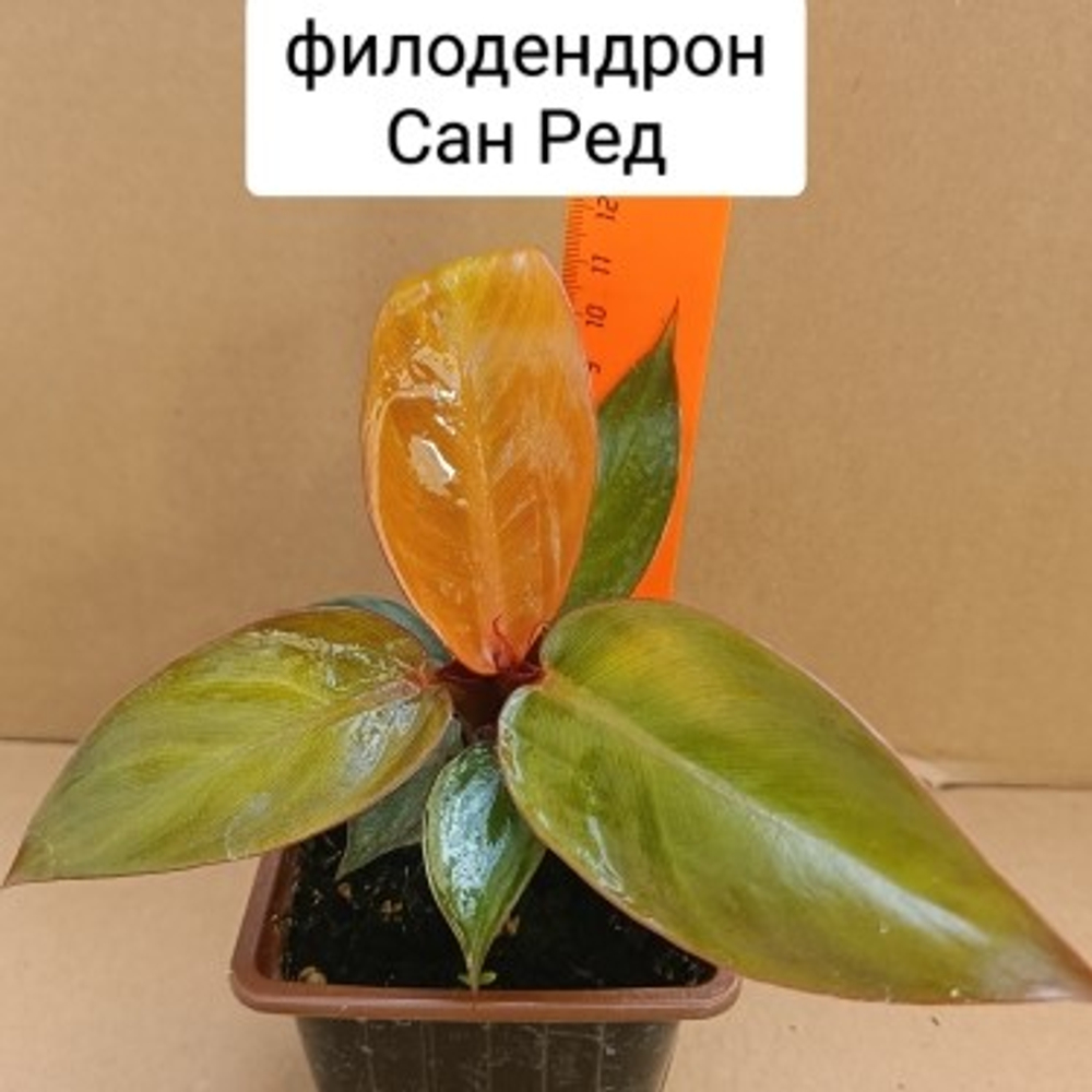 Филодендрон Ред Сан