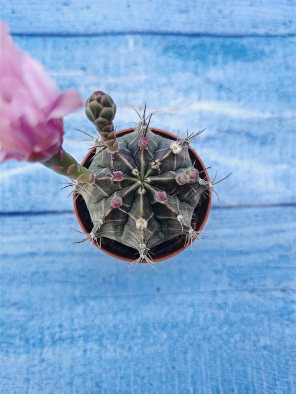 Gymnocalycium Friedrichii (Гимнокалициум)