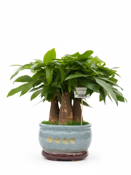 Пахира Five Blessings керамический горшок д.35