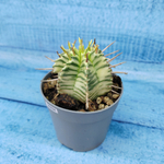 Euphorbia meloformis f. Variegated (Эуфорбия вариегатная)