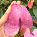 Антуриум Андре CAVALLI