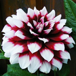 Георгин Дуэт (1 шт) Волжский Сад